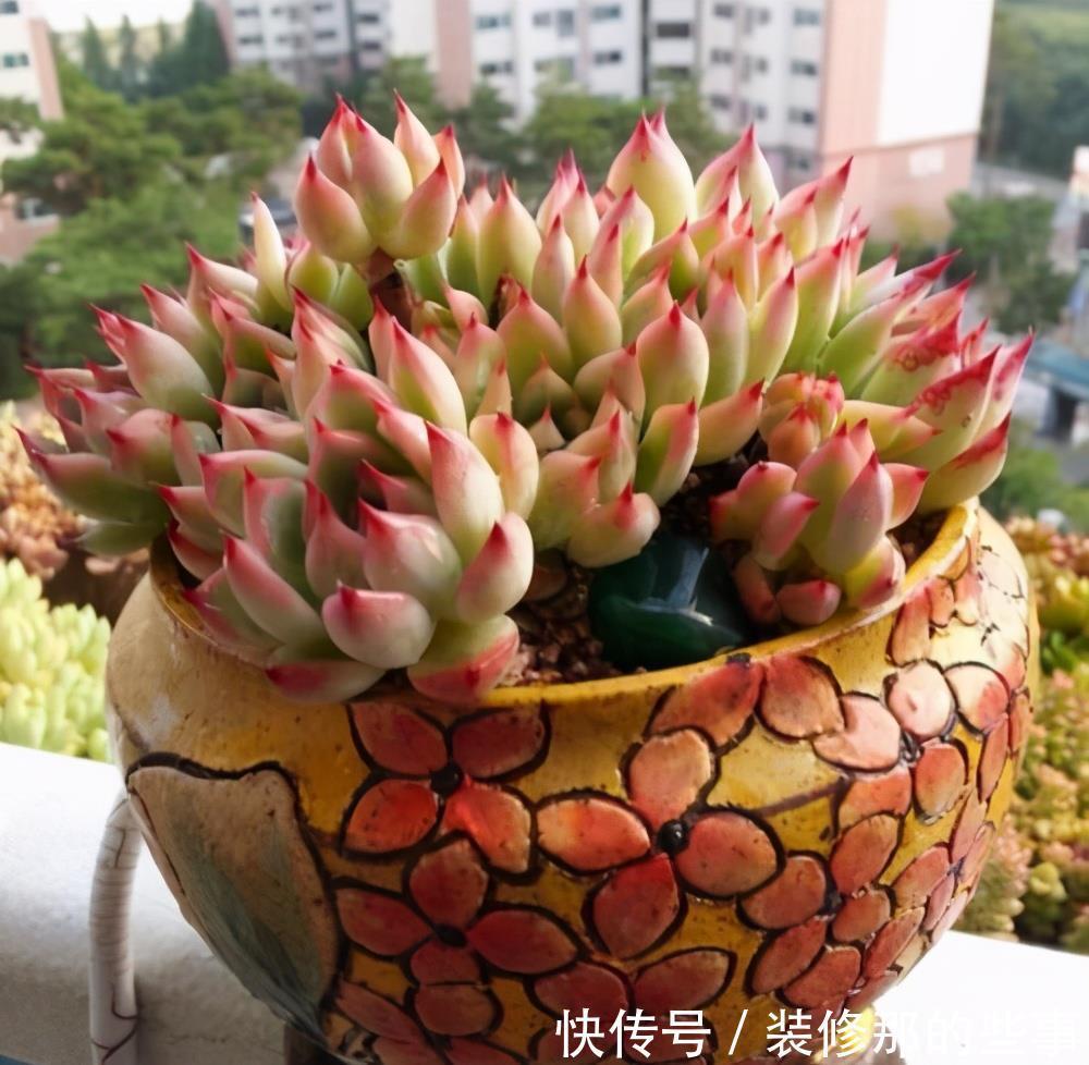 玄月|多肉可以晒太阳吗?注意2点,越晒颜色越好看,顺利出状态