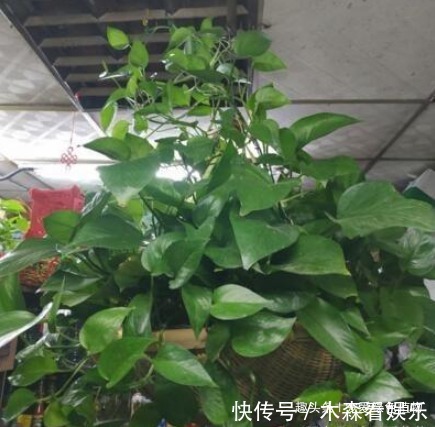 养花|绿萝最喜欢“1种水”,10天浇一回,没有黄叶、绿油油!