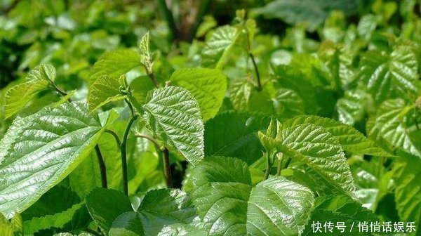 稳定血糖|天然“胰岛素”其实就在身边,早晚换着吃,血糖或会慢慢恢复正常