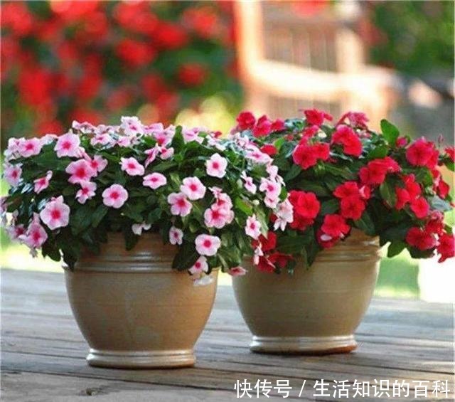 想省心就养这些花，没有病虫害，就爱开花！想省心就养这些花，没有病虫害，就爱开花！