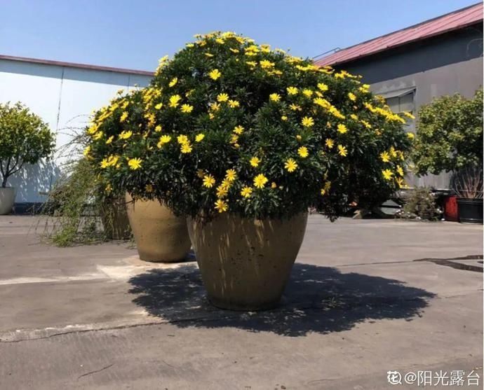 虎皮兰,红掌,吊兰养成老桩,变成大树,真壮观
