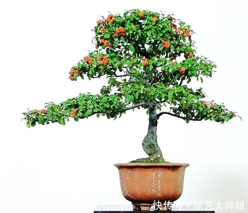 盆景是中国国粹,外国也爱盆景,但是两者的区别在于什么?