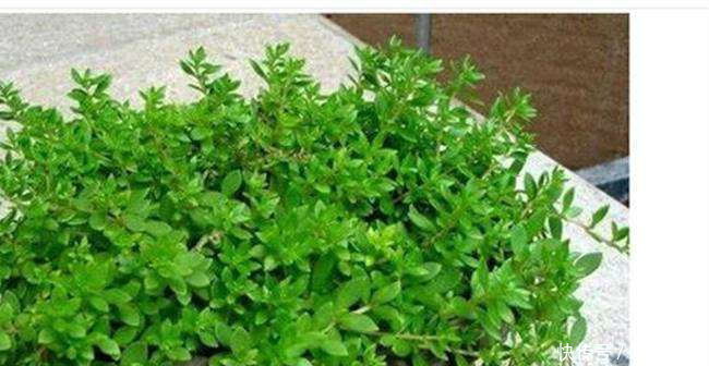 客厅养花,不如养盆垂盆草,生机勃勃,圣洁高贵