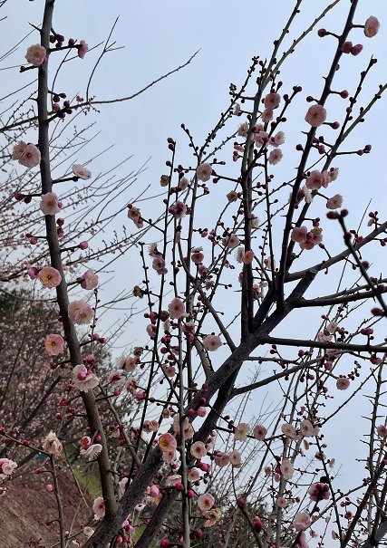 梅亭|雪花纷飞迎宾客！郑州西流湖公园“千金梅岭”景区初绽芳容