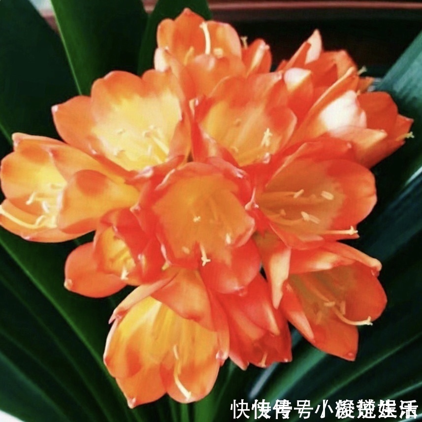 君子兰花芽|君子兰吃“2种零食”,冒出6对“网格叶”,开花鲜艳、硕大