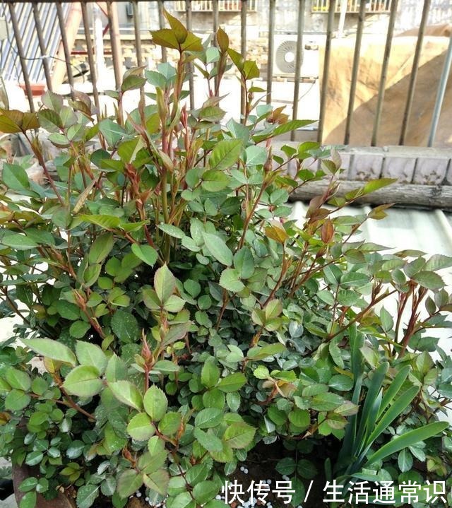 把月季养得满枝花苞,其实也没什么难度,“吃饱喝足”就顺其自然!