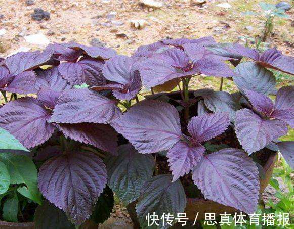 人参草|乡下田间地头常见的“紫苏”,8大功效,教你全部吃出来!