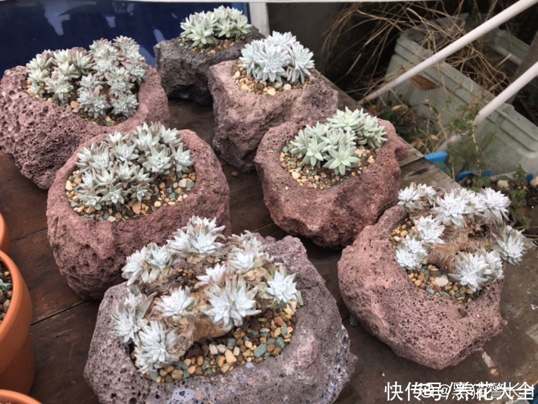 多肉|多肉夏天怎么养？休眠期一到，就要小心了