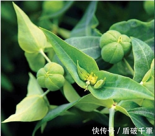 此3种花大部分人都听说过,不过不常见,看看你见过