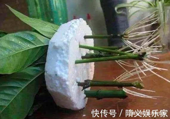 泡沫箱子怎么样能扦插植物,能堆肥,还能当花盆,养花的好宝贝