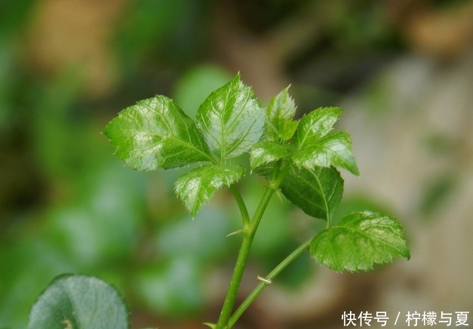 带刺|农村这种带刺小灌木,全株不起眼,却能填饱肚子又能治疗疾病