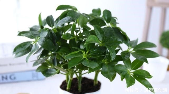 它是吉祥树，别名谐音“我掌财”，隔半月浇点“它”，枝叶密又绿！