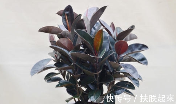 橡皮树有4个“养护要点”,春天回暖赶紧做,叶子又厚又亮