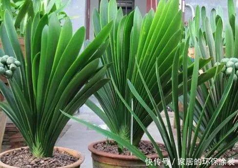 肥厚|养君子兰，2种水换着浇，根壮实、叶肥厚，入冬花开爆盆