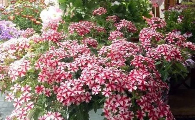 马蹄莲|5种花好养易活,最适合懒人养,不用管也能开花爆盆