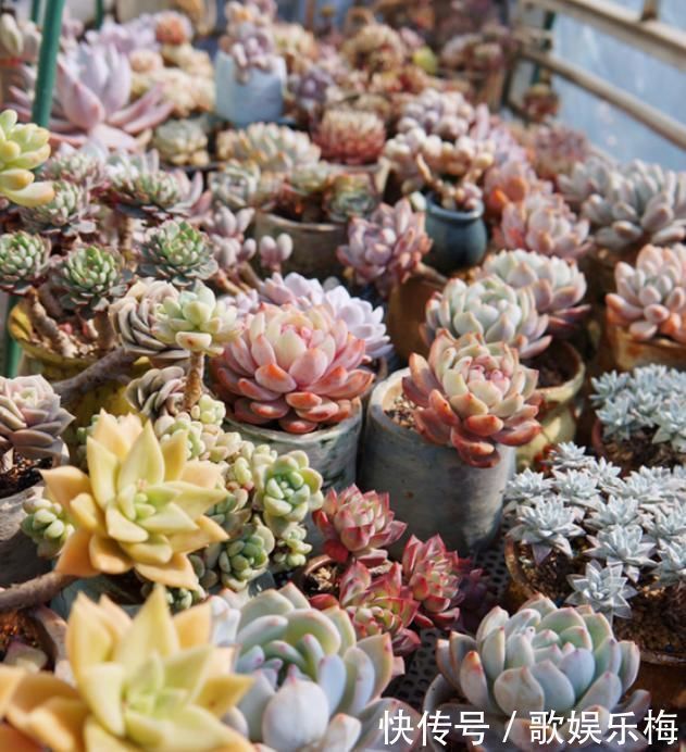 浇水|新买的多肉,旱它10天不浇水,反而长得特别胖