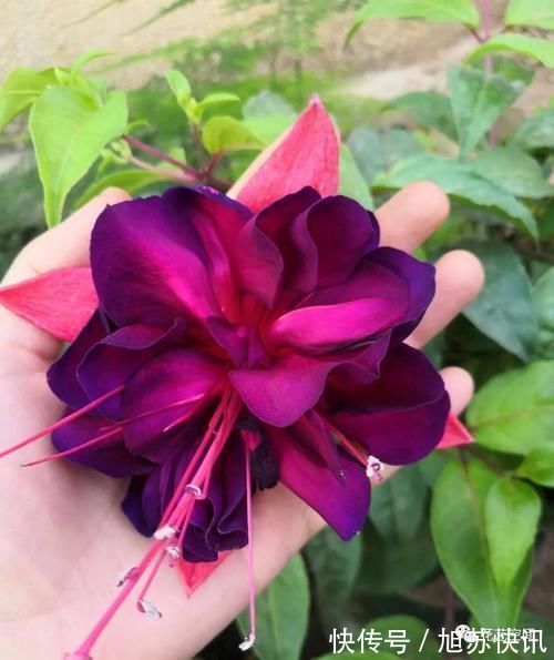 花期|“最累”的8种花,花开连续几个月,一次开花几百朵!