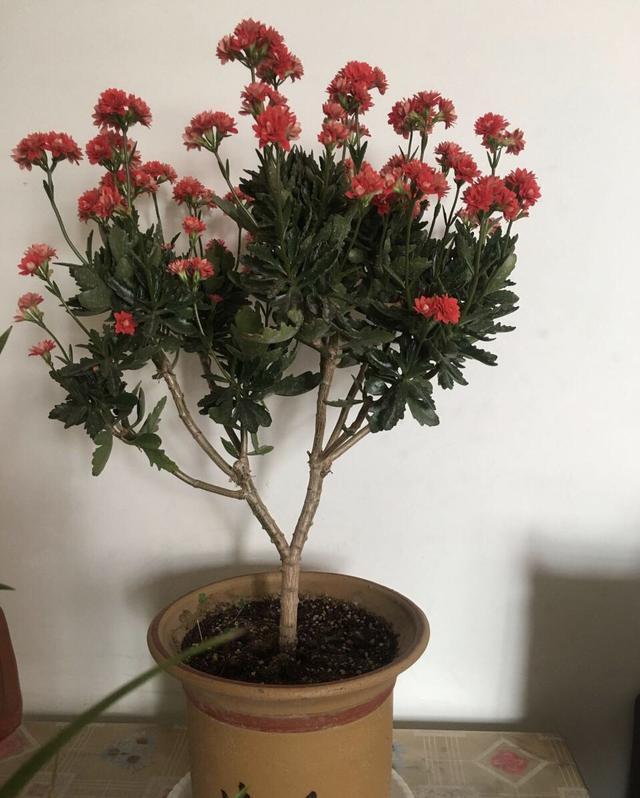 花盆|长寿花养5年,窜到一米八,三枝托九叉,开成花树,震撼全家