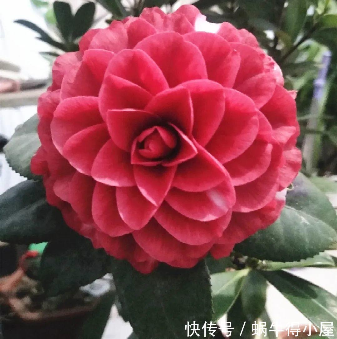 花苞|初秋8种花不能剪,轻则不开花,严重可能剩空盆