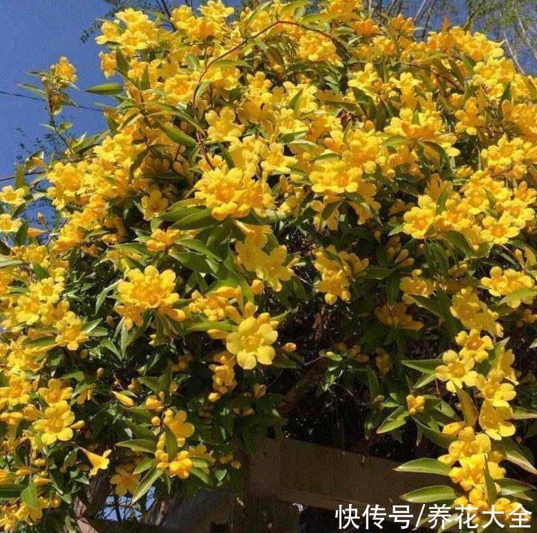 香水|这花比法国香水好闻，寒冬冻不死，秋冬接替茉莉“上岗”