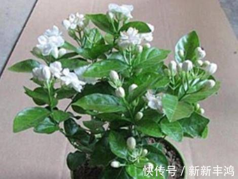 茉莉花这么养,枝叶繁茂四季绿,花开爆盆,满屋飘香