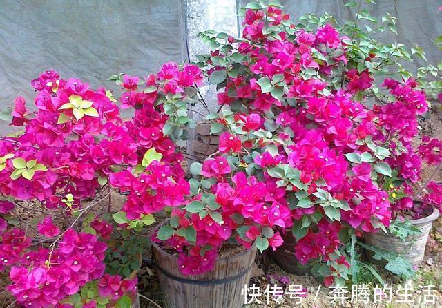 叶施|三角梅开花越来越少，是“它”在作怪，盆里撒1把粪，下次开爆盆