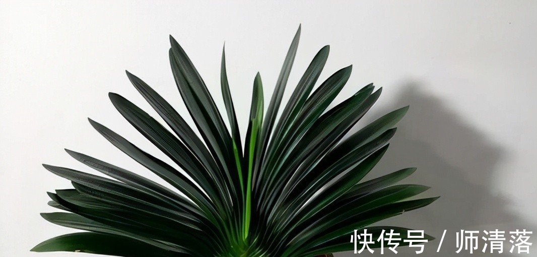 温差|想要君子兰在12月能孕蕾开花,做好这几件事,天冷就能蹿花箭