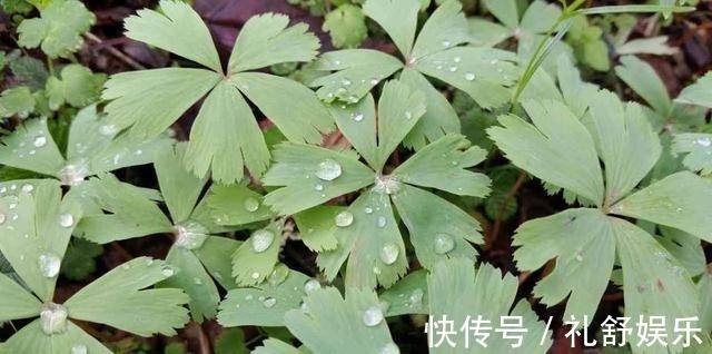 这些花长得真美,却频频灭绝,要是真没了,太可惜了!