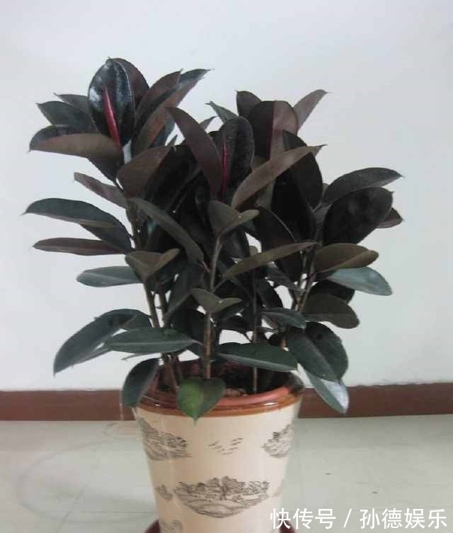 细数那些超耐阴的花,光照少长满屋,懒人大爱