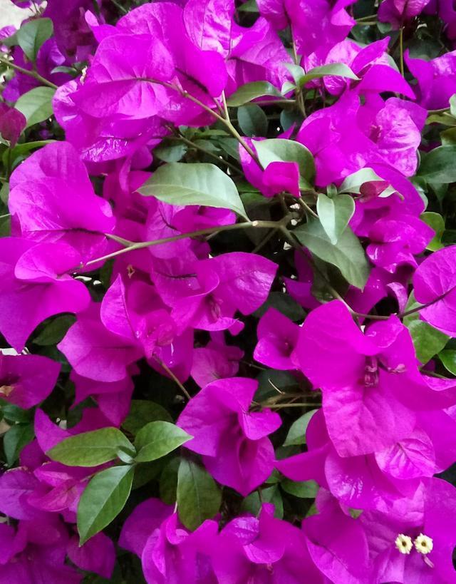 养殖三角梅掌握几点诀窍，轻松解决不开花的问题