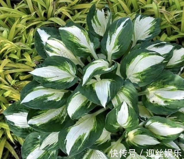 她家从不养绿萝,就养4种“颜值花”,叶子比花还好看