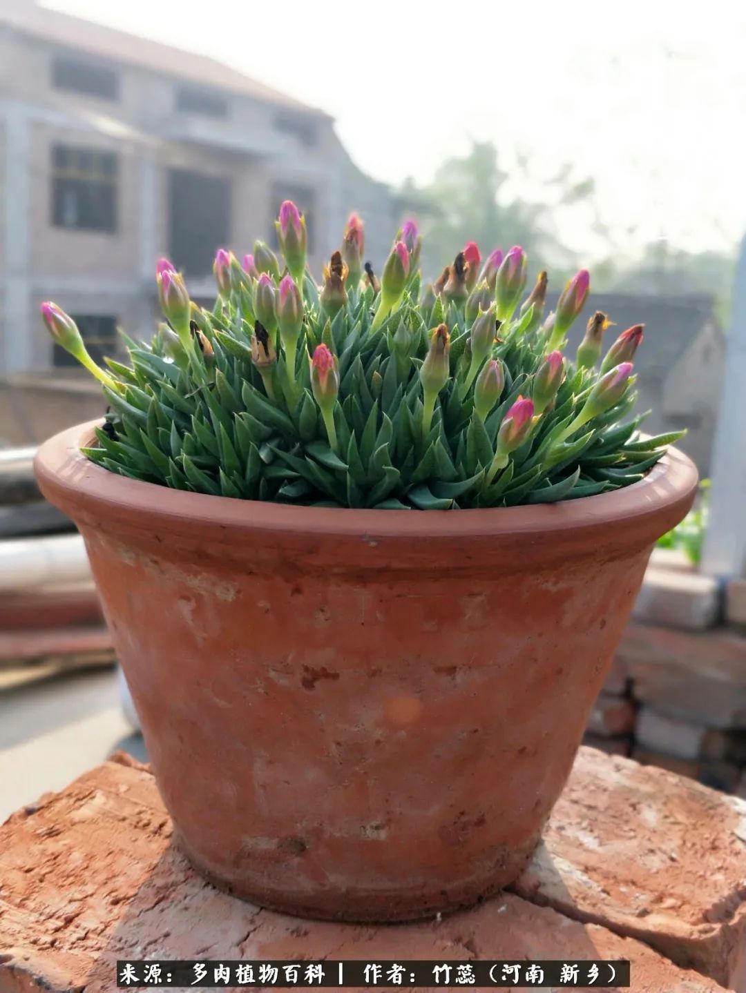 养多肉三周年有感养这么多多肉到底有啥用!