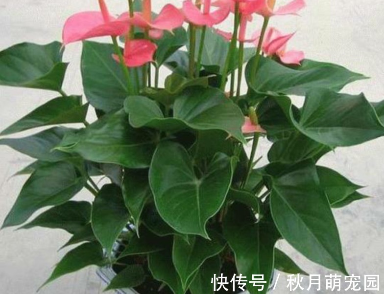 细数木炭养花,至少有4大好处,养啥旺啥