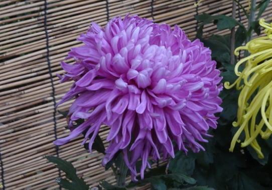 喜欢菊花,不如养盆“菊中珍品”玫红莲,似凌波仙子,舞媚妖娆