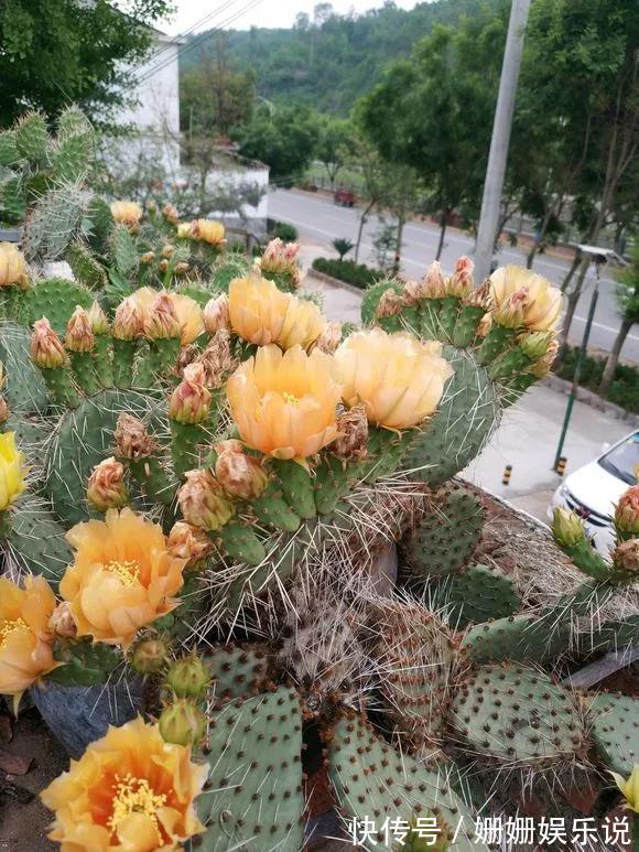 3种“丑花”,长得不怎么样,却能旺运镇宅,关键还好养