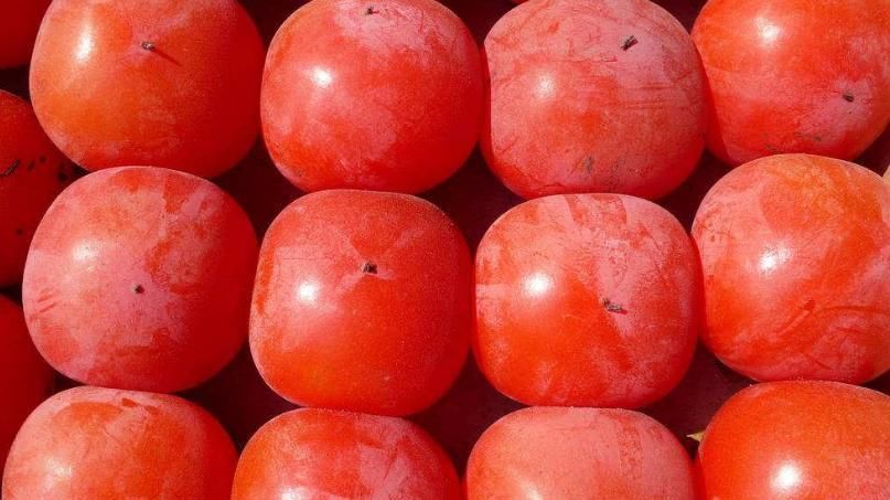 讲解|农村俗话说一个柿子十副药是什么意思听听医生怎么讲解