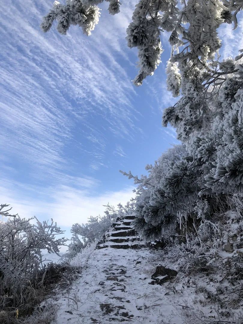 庆元县|不是初雪，胜似初雪，庆元雾凇，宛若仙境！