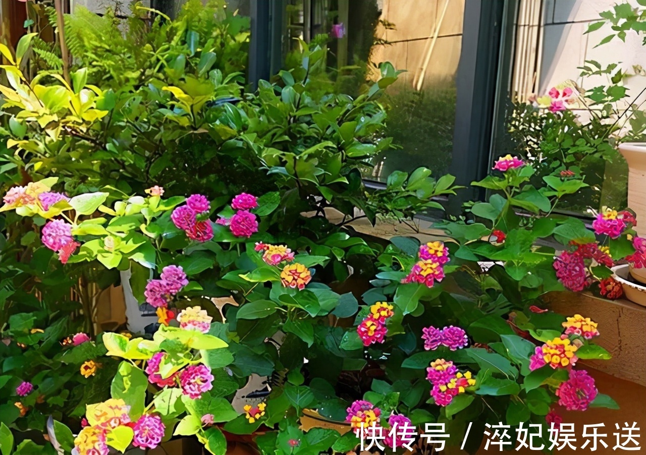 养花|奶奶对我说卧室别养5类花,仔细想想,不是迷信,而是真的有道理