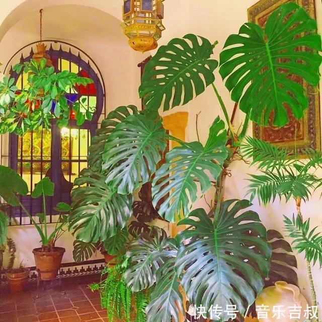 水培|这5种花,漂亮又好养,放卧室客厅都合适,还能净化空气,很实用