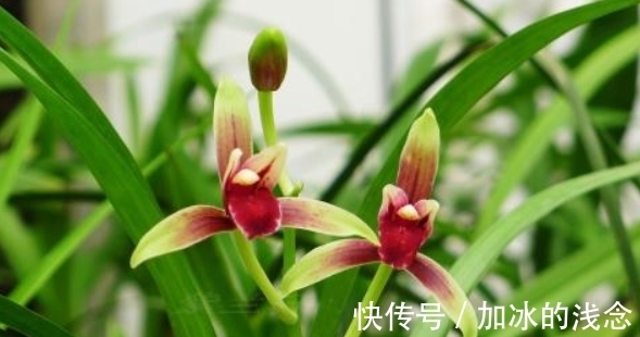 建兰|这款兰花,是建兰红素名品,花开艳丽,香味浓郁,花姿迷人
