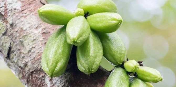 止咳化痰|立秋后，每晚当零食吃2个，止咳化痰，利咽喉，降血压，早吃早好