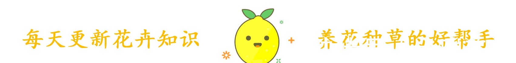 阳台种了“狗狗菜”,有人爱极了有人受不了,其实价值高应该多吃