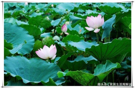 蟹爪兰“花困难户”花匠教你正确养护方法,蟹爪兰花开“爆盆”