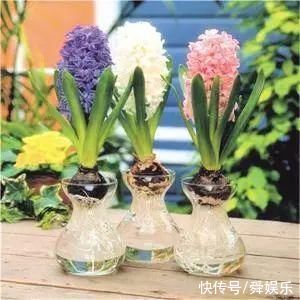 风信子开完花不要扔，这么做来年照样开花