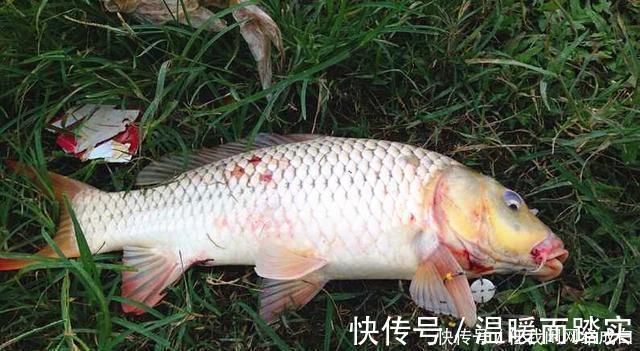钓鱼|“一人一竿”不应成奢望！长江流域垂钓管理思路亟待改进