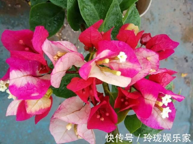 三角梅|三角梅叶茂徒长不开花4个重点没搞明白,三角梅养护施肥时间表