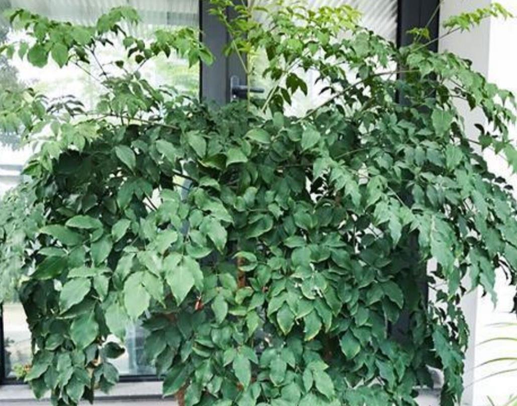 养幸福,树叶子发黄干枯,该如何解决?