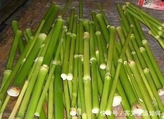 现在在农村都不常见了的美味植物,小时候经常吃,你们吃过吗?