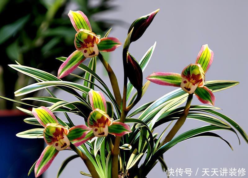 判断|何时才是浇花的最佳时机,可从三大方面,来加以判断