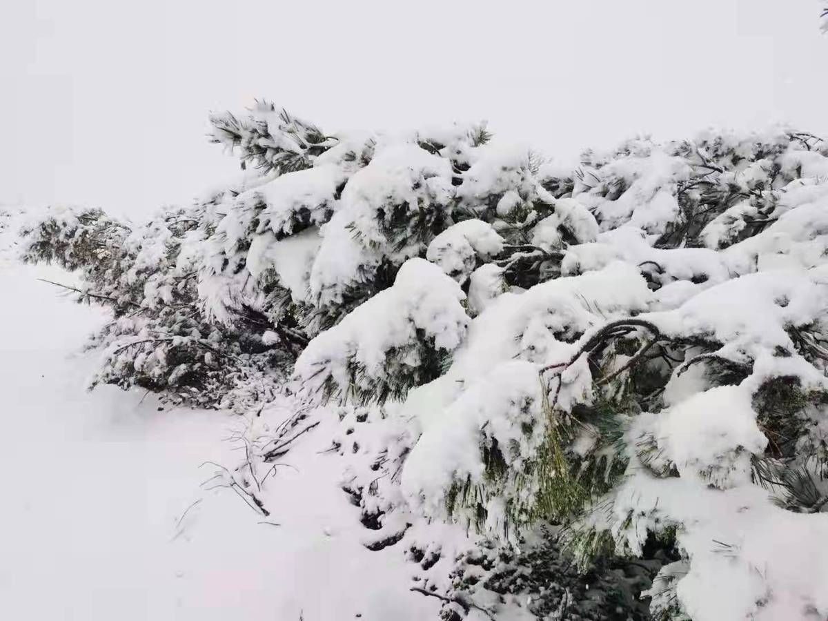 大兴安岭|黑龙江省大兴安岭地区呼中区迎来今年第一场雪